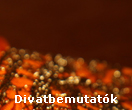 Divatbemutatk